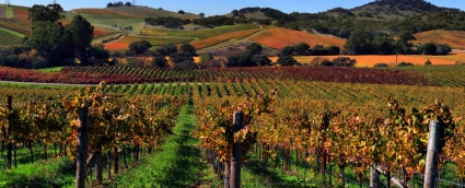 Fall chardonnay vineyard