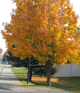 Fall-tree