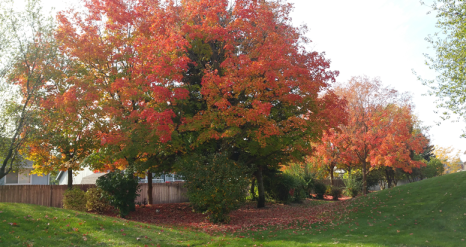 Fall-trees