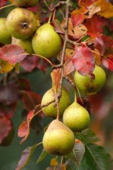 Pear in fall